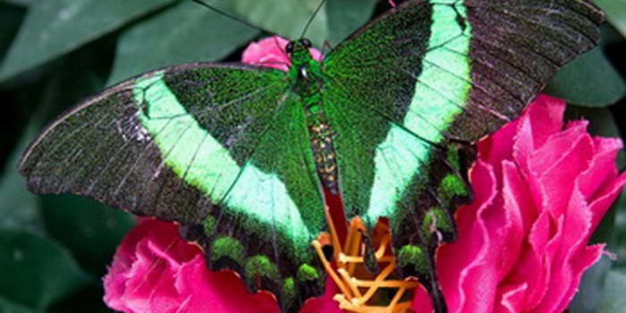 Музей живых бабочек «Тропический рай»